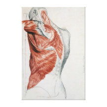 Human Anatomy; Muscles of the Torso and Shoulder Stretched Canvas Prints