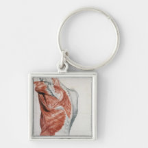 Human Anatomy; Muscles of the Torso and Shoulder Key Chains