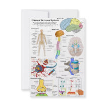 Human Brain and Central Nervous System Diagram Personalized Announcement
