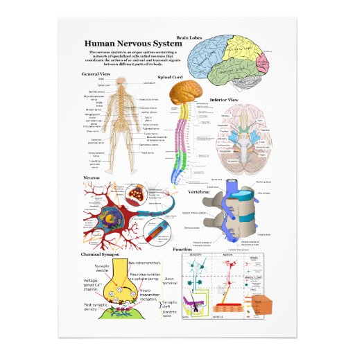 Brain System Diagram