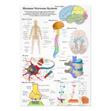 Human Brain and Central Nervous System Diagram Personalized Announcement