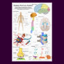 Human Brain and Central Nervous System Diagram Art Photo