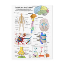 Human Brain and Central Nervous System Diagram Post Cards