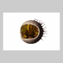 Human Cell poster posters