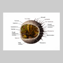 Human Cell posters