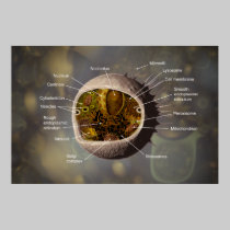 Human Cell posters