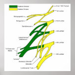 Human Central Nervous System Lumbar Plexus Diagram Posters