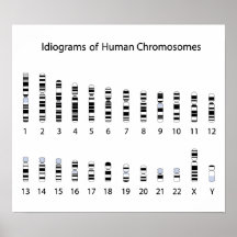 Human chromosome idiogram Poster
