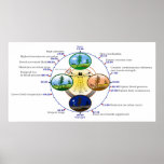Human Circadian Rhythm Biological Sleep Clock posters