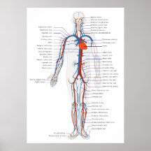 Human Circulatory System Anterior View Diagram Print