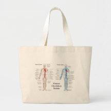 Human Circulatory System of Arteries and Veins Bags