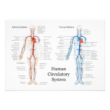 Human Circulatory System of Arteries and Veins Custom Invite