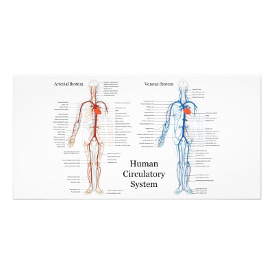 human arterial system