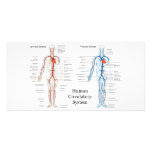 Human Circulatory System of Arteries and Veins Photo Card Template