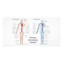 Human Circulatory System of Arteries and Veins Photo Card Template