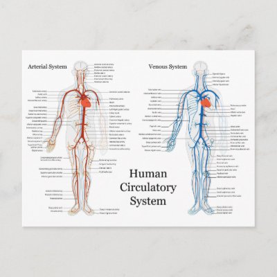 Human Circulatory Pathway