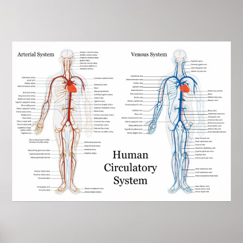 Human Circulatory System of Arteries and Veins print