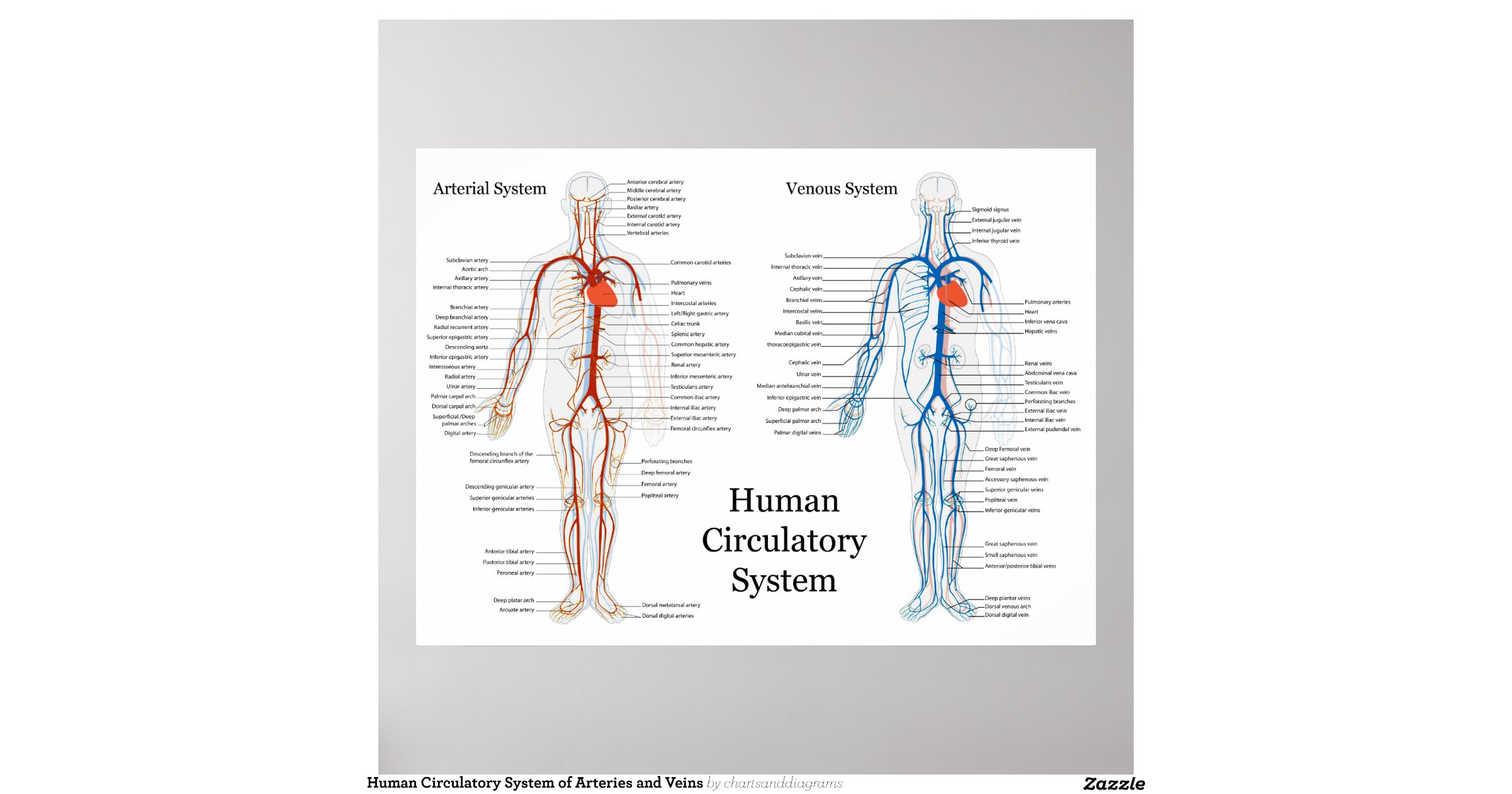 Human Circulatory System of Arteries and Veins Poster | Zazzle