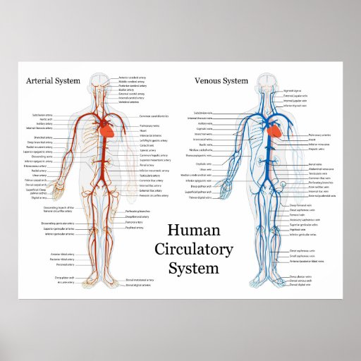 Human Circulatory System Of Arteries And Veins Poster