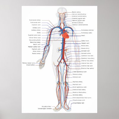 human circulatory system images. Human Circulatory System