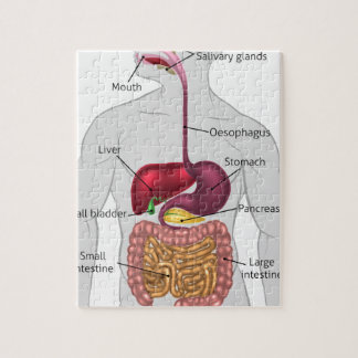 Digestive System Jigsaw Puzzles | Zazzle