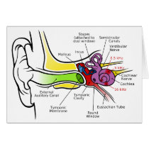 Human Ear Diagram with Cochlear Frequency Mapping Greeting Card