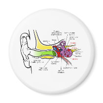 Human Ear Diagram with Cochlear Frequency Mapping Magnets