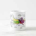 Human Ear Diagram with Cochlear Frequency Mapping Coffee Mug