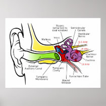 Human Ear Diagram with Cochlear Frequency Mapping Posters