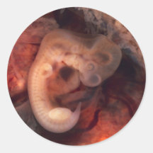 Human Embryo 7th Week of Pregnancy 5th Peek P.O. Round Stickers