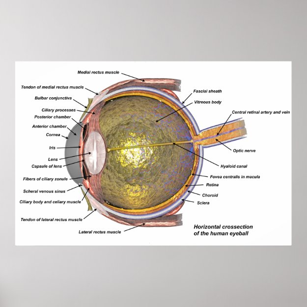 Human eye anatomy biology poster