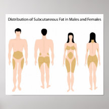 Human fat distribution Poster