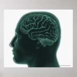 Human head in profile showing the brain poster