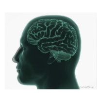 Human head in profile showing the brain posters