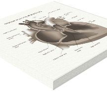 Human heart anatomy stretched canvas print