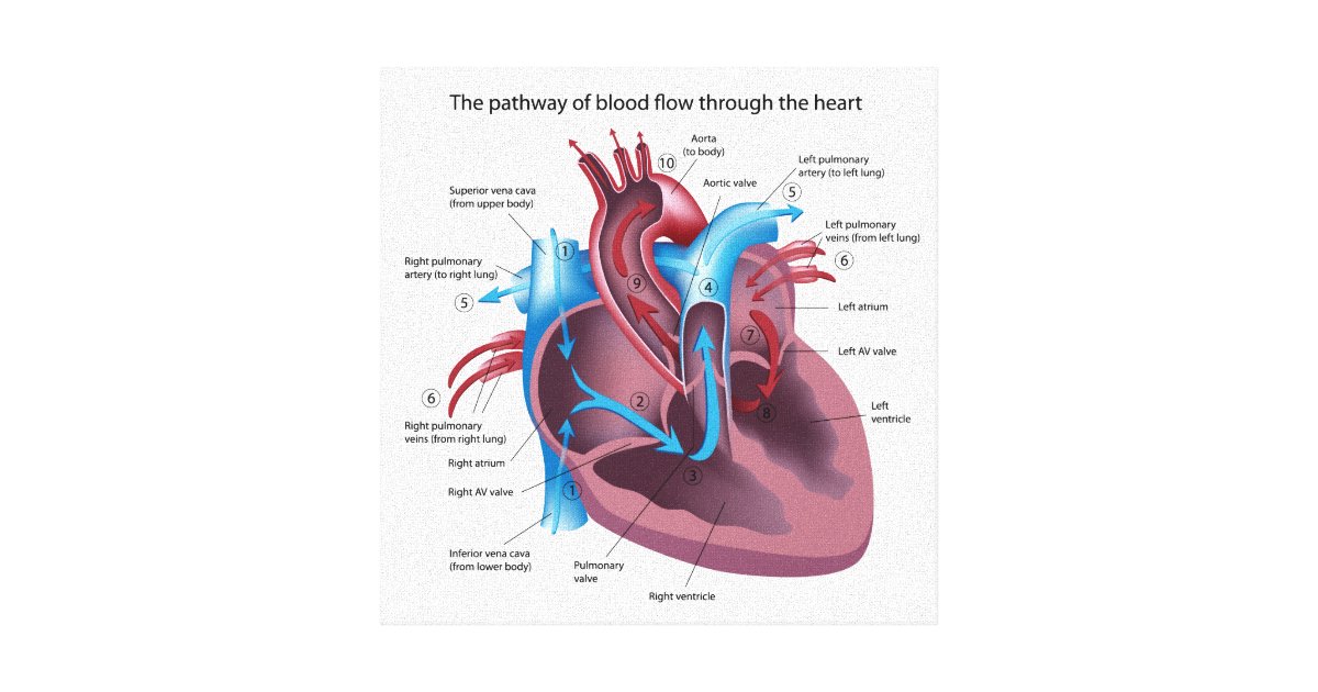 Human heart anatomy stretched canvas print | Zazzle