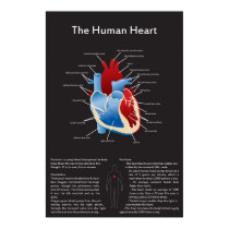 Human Heart posters