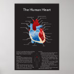 Human Heart Poster