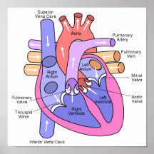 Human Heart Print