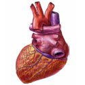 human heart t-shirts by Dynomoose human heart t-shirts
