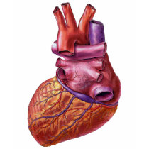 human heart t-shirts by Dynomoose human heart t-shirts