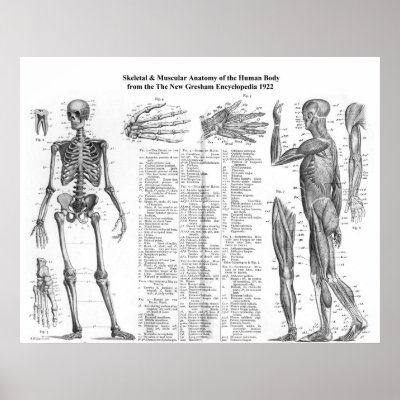 Anatomy Skeletal Muscle