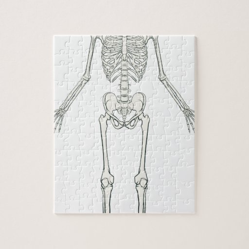 Human Skeleton Jigsaw Puzzle | Zazzle