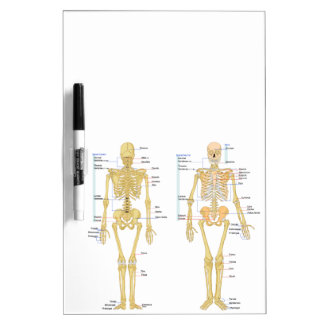 Labeled Skeleton Gifts on Zazzle