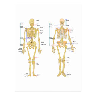 Human Skeletons Postcards | Zazzle