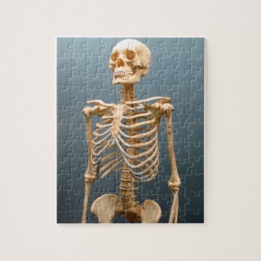 Human Skeleton Puzzle | Zazzle