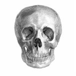 Human skull anatomy sketch drawing photo sculptures