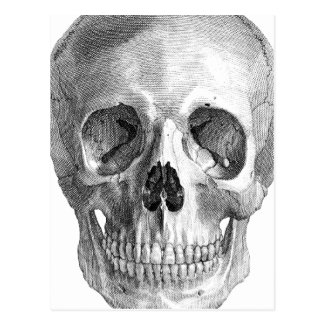 Human skull anatomy sketch drawing postcards