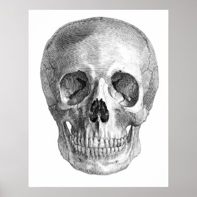 human skull anatomy. Human skull anatomy sketch