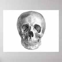 Human skull anatomy sketch drawing print